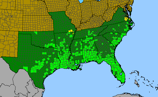 The range of Mitreola petiolata